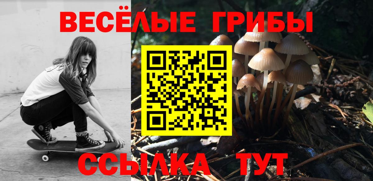 дарнет шоп  Вход с VPN  Павлово  Псилоцибиновые грибы прущие грибы  Галлюциногенные грибы Psilocybine cubensis 